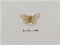 藏品(灰雙線刺蛾)的圖片